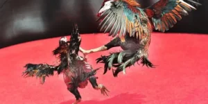 Trở Thành Cao Thủ Với Cách Chơi Đá Gà Sabong Tại MU88