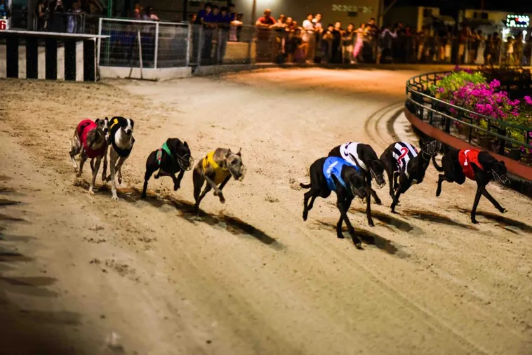 Cách Chơi Game Nhanh Đua Chó Tại MU88 Bất Bại Mọi Kèo 2 Cách Chơi Game Nhanh Đua Chó Tại MU88 Bất Bại Mọi Kèo