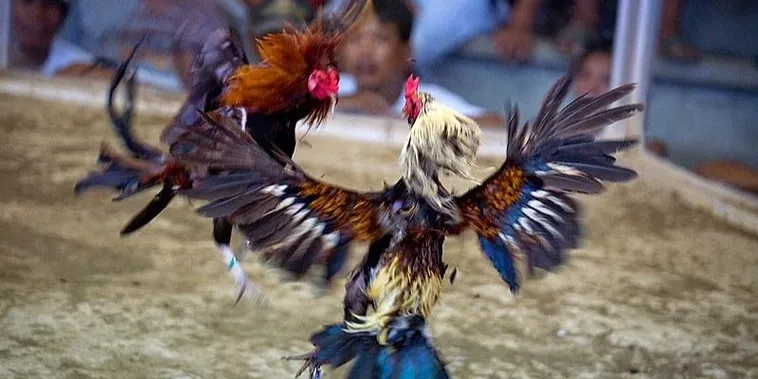 Trở Thành Cao Thủ Với Cách Chơi Đá Gà Sabong Tại MU88